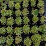 Mliečnik mandľolistý (Euphorbia amygdaloides) ´ASCOT RAINBOW´ - kont. C2L